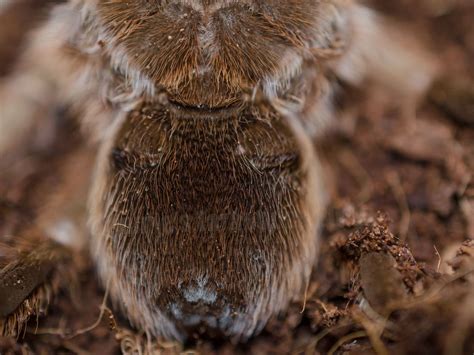 gender tarantula